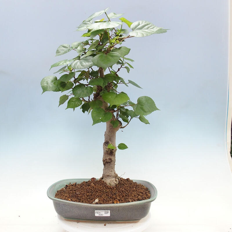 Izbová bonsai - Hibiscus tiliaceus - Ibištek lipovitý, morský + kniha SUISEKI Zadarmo