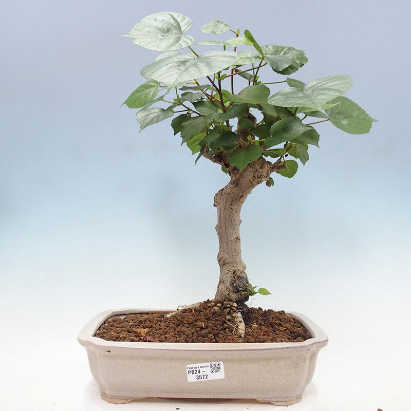 Izbová bonsai - Hibiscus tiliaceus - Ibištek lipovitý, morský + kniha SUISEKI Zadarmo