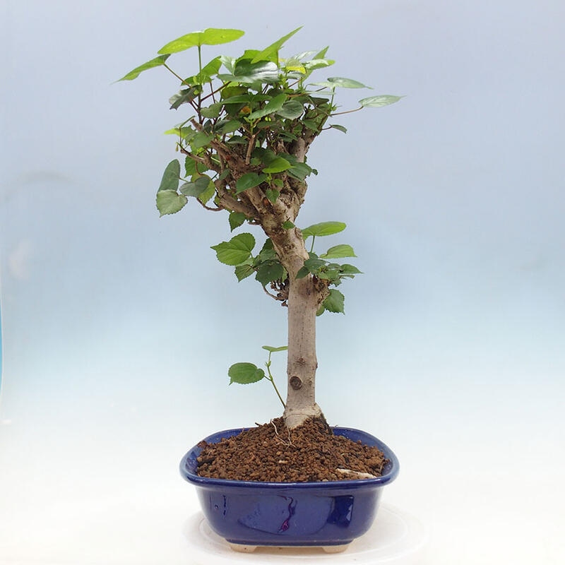 Izbová bonsai - Hibiscus tiliaceus - Ibištek lipovitý, morský + kniha SUISEKI Zadarmo