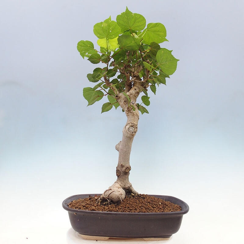 Izbová bonsai - Hibiscus tiliaceus - Ibištek lipovitý, morský + kniha SUISEKI Zadarmo