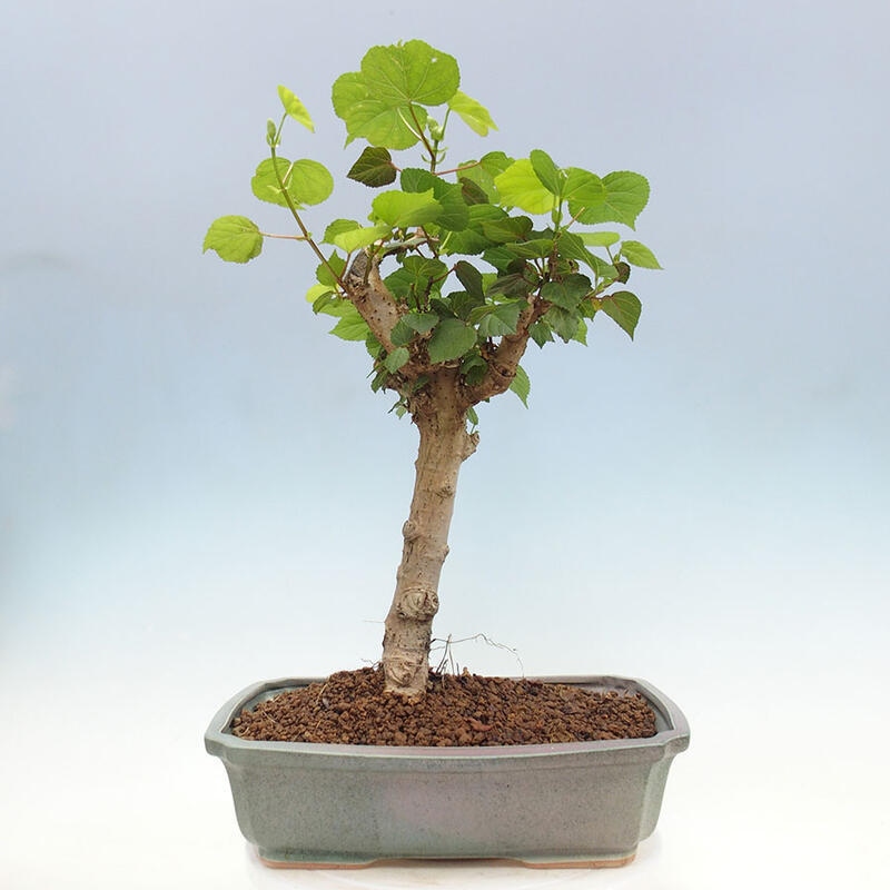 Izbová bonsai - Hibiscus tiliaceus - Ibištek lipovitý, morský + kniha SUISEKI Zadarmo