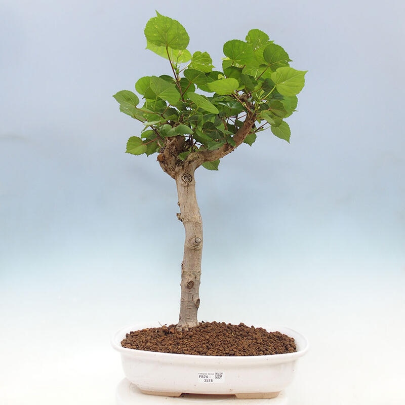 Izbová bonsai - Hibiscus tiliaceus - Ibištek lipovitý, morský + kniha SUISEKI Zadarmo