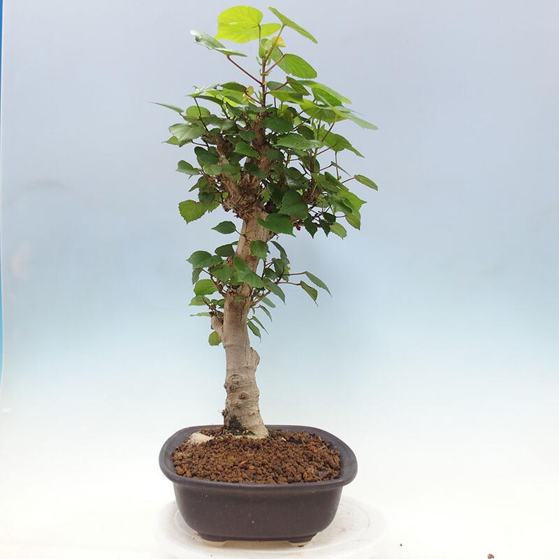 Izbová bonsai - Hibiscus tiliaceus - Ibištek lipovitý, morský + kniha SUISEKI Zadarmo