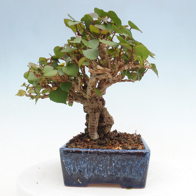 Izbová bonsai - Hibiscus tiliaceus - Ibištek lipovitý, morský