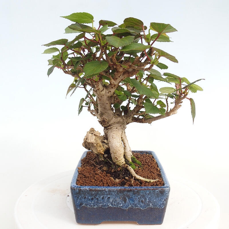 Izbová bonsai - Hibiscus tiliaceus - Ibištek lipovitý, morský