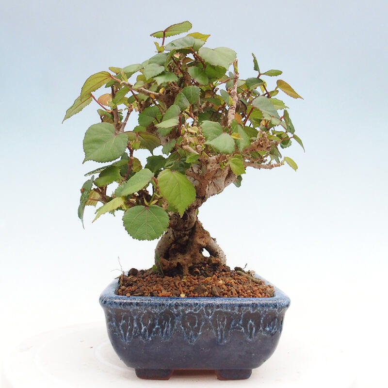 Izbová bonsai - Hibiscus tiliaceus - Ibištek lipovitý, morský