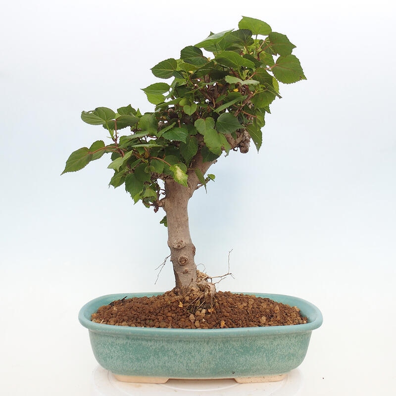 Izbová bonsai - Hibiscus tiliaceus - Ibištek lipovitý, morský