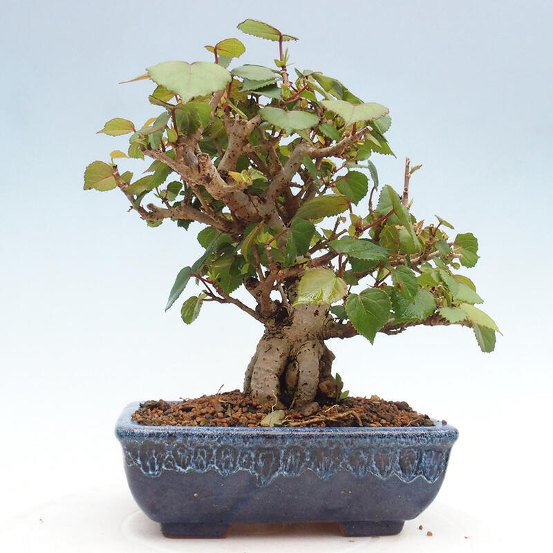 Izbová bonsai - Hibiscus tiliaceus - Ibištek lipovitý, morský