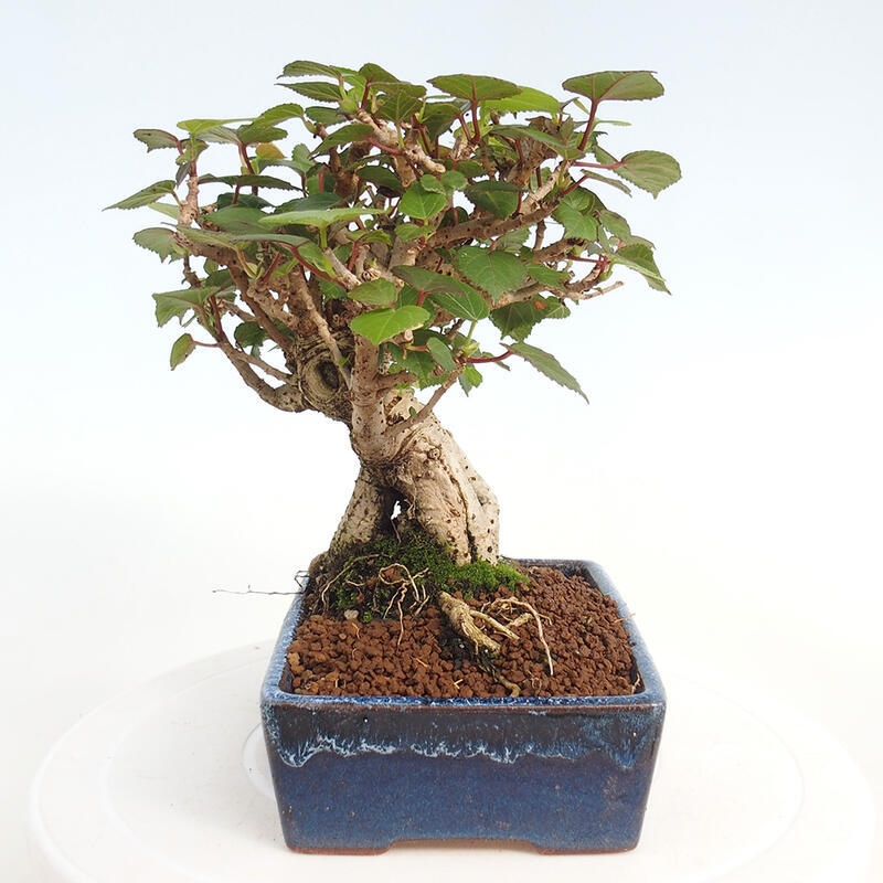 Izbová bonsai - Hibiscus tiliaceus - Ibištek lipovitý, morský