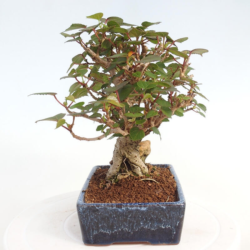 Izbová bonsai - Hibiscus tiliaceus - Ibištek lipovitý, morský