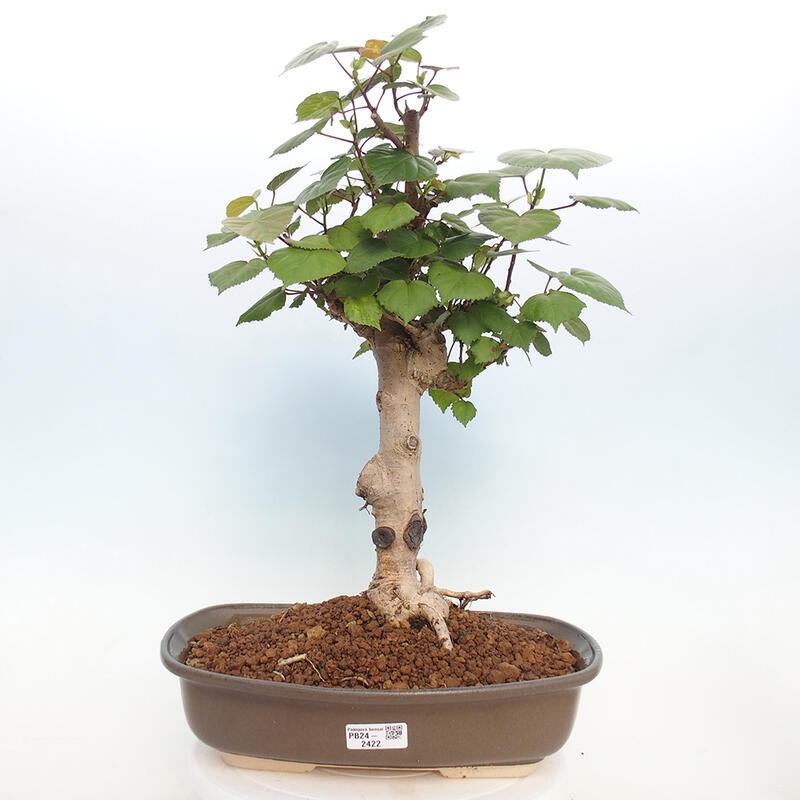 Izbová bonsai - Hibiscus tiliaceus - Ibištek lipovitý, morský