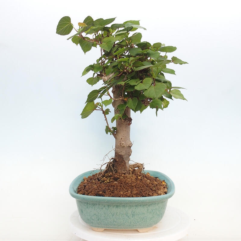 Izbová bonsai - Hibiscus tiliaceus - Ibištek lipovitý, morský