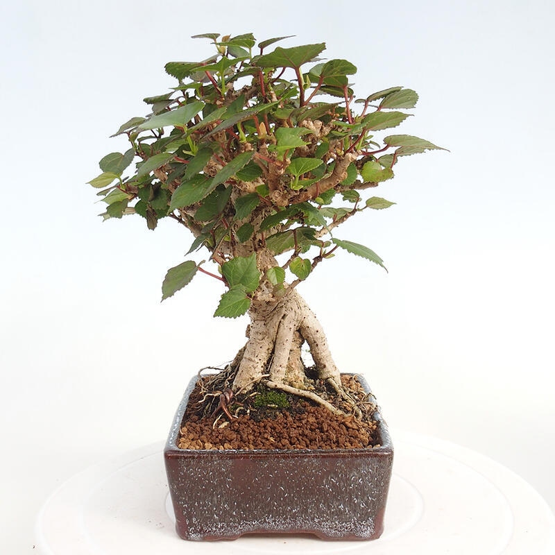 Izbová bonsai - Hibiscus tiliaceus - Ibištek lipovitý, morský