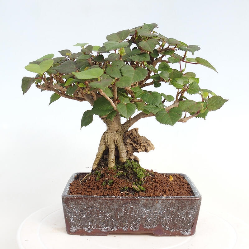 Izbová bonsai - Hibiscus tiliaceus - Ibištek lipovitý, morský