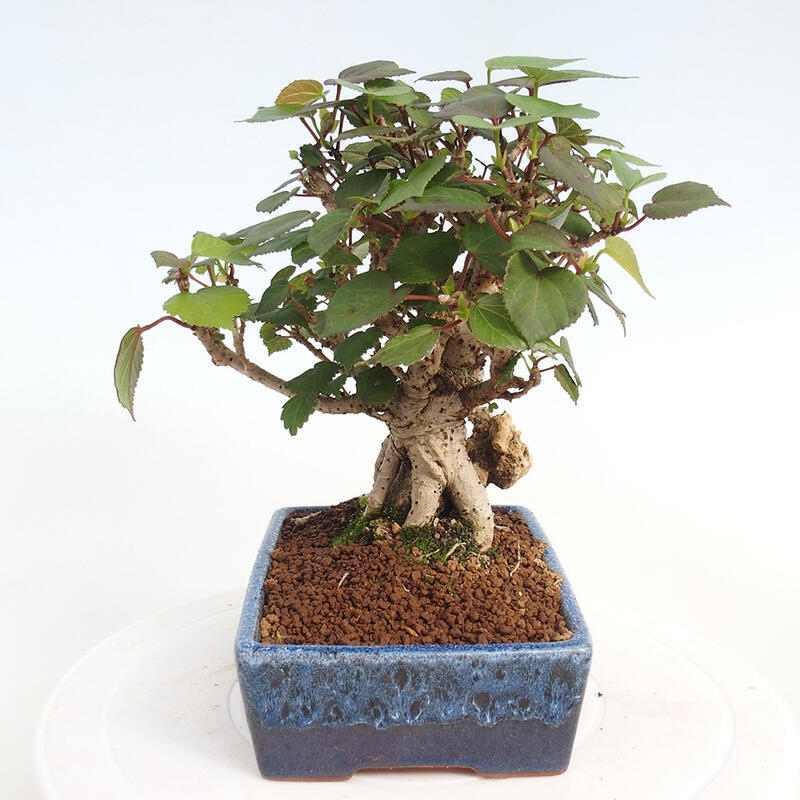 Izbová bonsai - Hibiscus tiliaceus - Ibištek lipovitý, morský