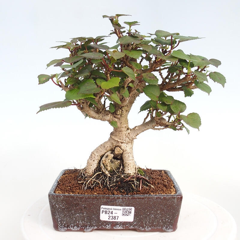 Izbová bonsai - Hibiscus tiliaceus - Ibištek lipovitý, morský