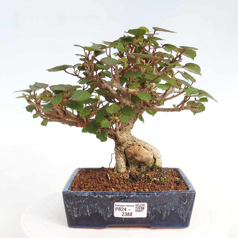 Izbová bonsai - Hibiscus tiliaceus - Ibištek lipovitý, morský