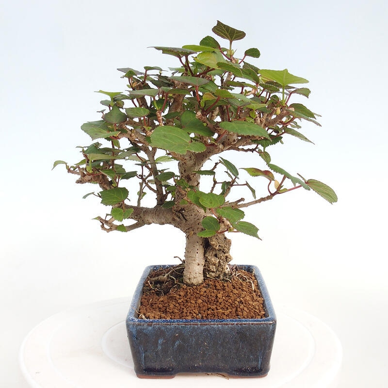 Izbová bonsai - Hibiscus tiliaceus - Ibištek lipovitý, morský