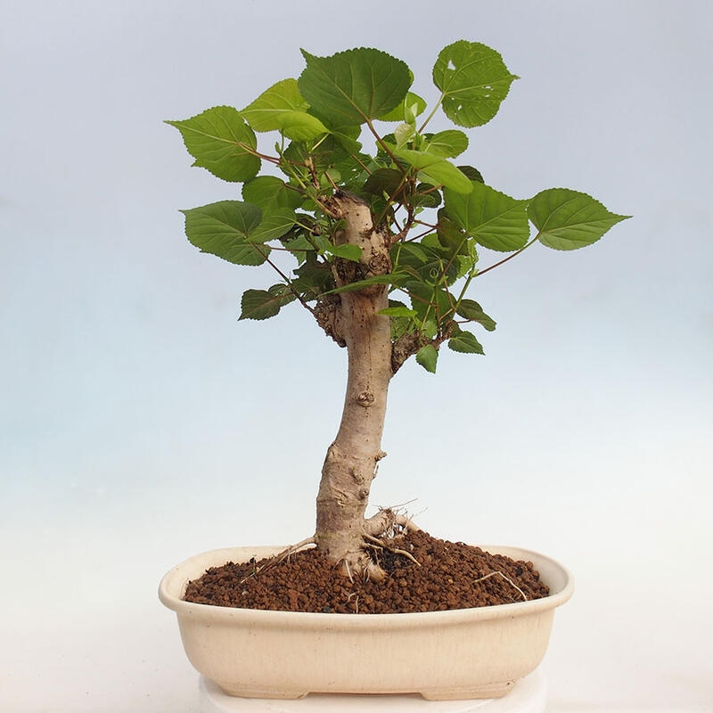 Izbová bonsai - Hibiscus tiliaceus - Ibištek lipovitý, morský