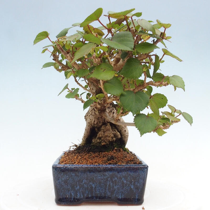 Izbová bonsai - Hibiscus tiliaceus - Ibištek lipovitý, morský