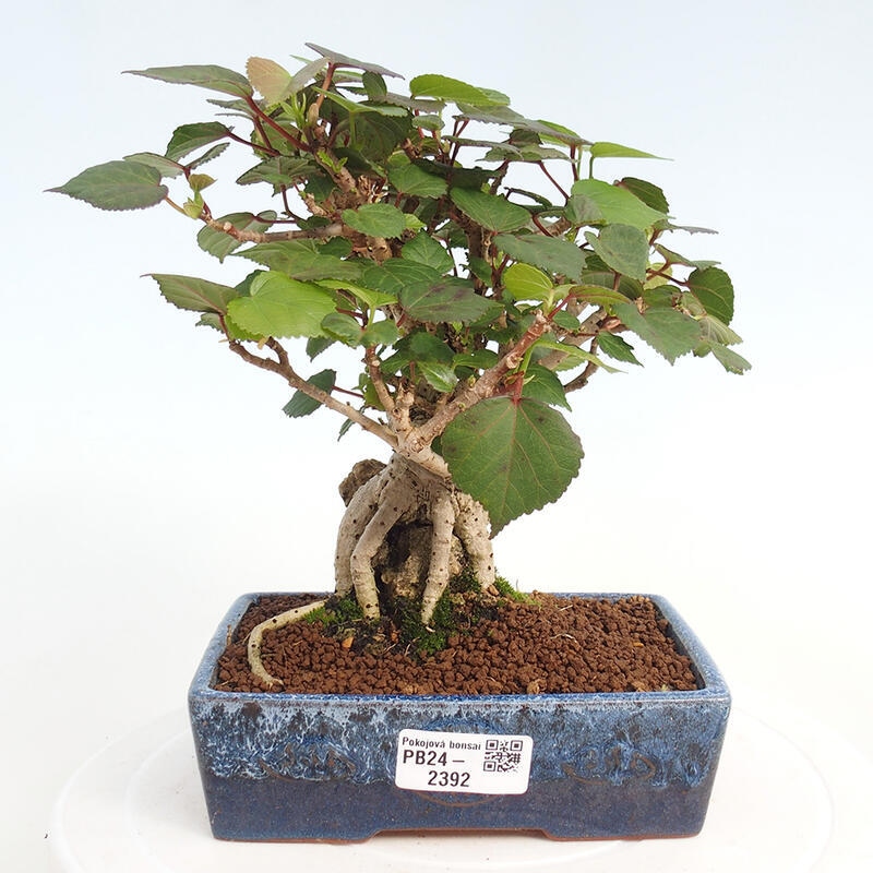 Izbová bonsai - Hibiscus tiliaceus - Ibištek lipovitý, morský