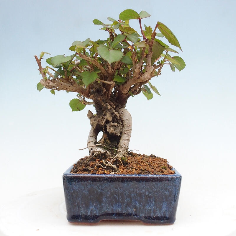 Izbová bonsai - Hibiscus tiliaceus - Ibištek lipovitý, morský