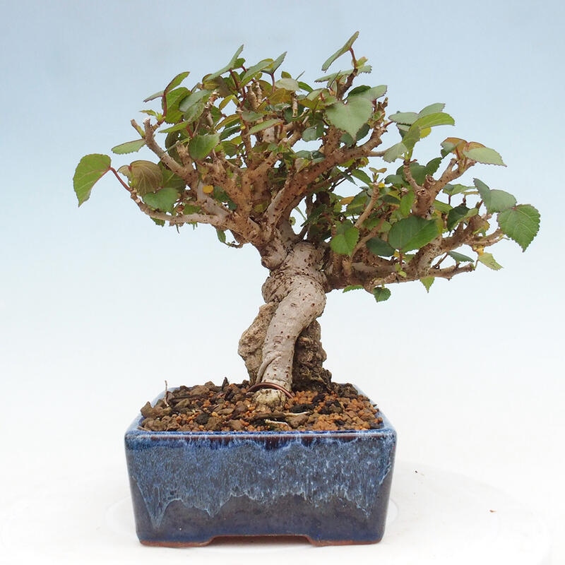 Izbová bonsai - Hibiscus tiliaceus - Ibištek lipovitý, morský