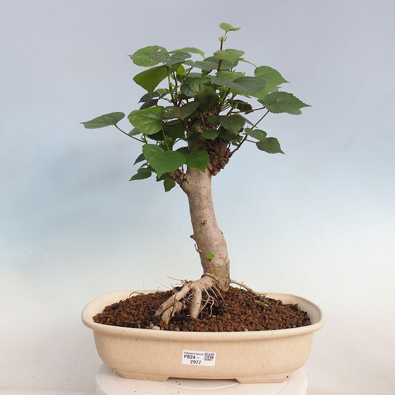 Izbová bonsai - Hibiscus tiliaceus - Ibištek lipovitý, morský