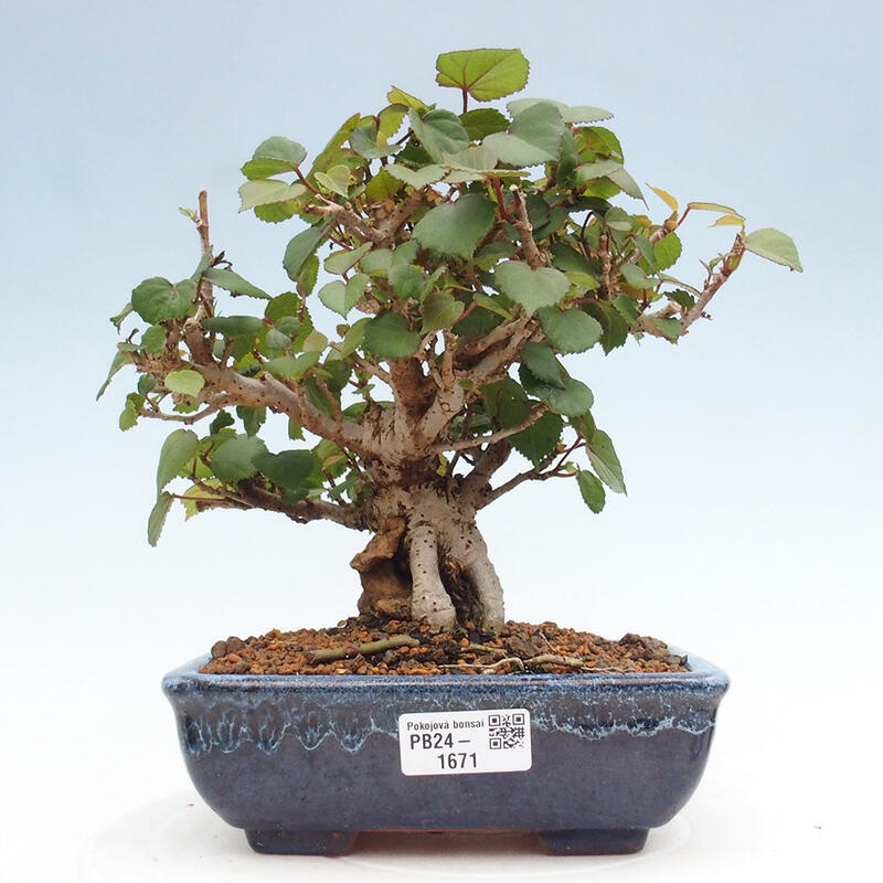 Izbová bonsai - Hibiscus tiliaceus - Ibištek lipovitý, morský