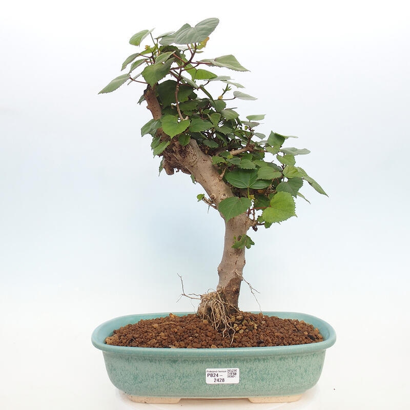 Izbová bonsai - Hibiscus tiliaceus - Ibištek lipovitý, morský