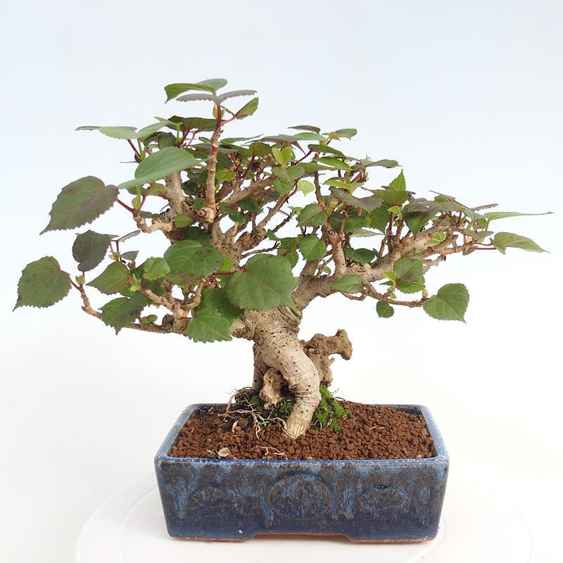 Izbová bonsai - Hibiscus tiliaceus - Ibištek lipovitý, morský