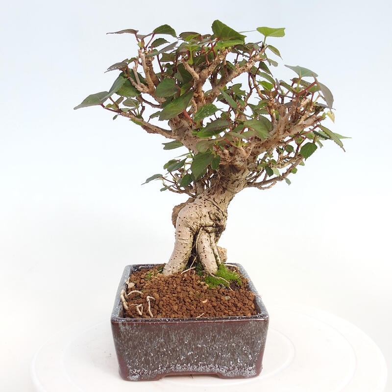 Izbová bonsai - Hibiscus tiliaceus - Ibištek lipovitý, morský