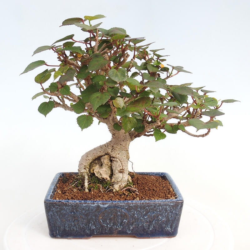 Izbová bonsai - Hibiscus tiliaceus - Ibištek lipovitý, morský