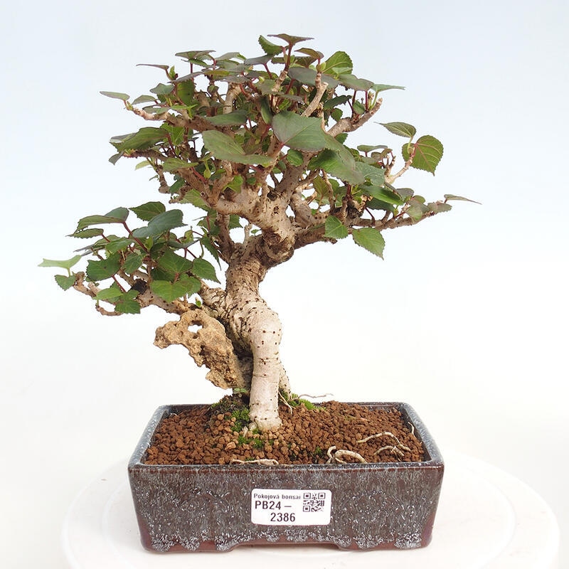 Izbová bonsai - Hibiscus tiliaceus - Ibištek lipovitý, morský