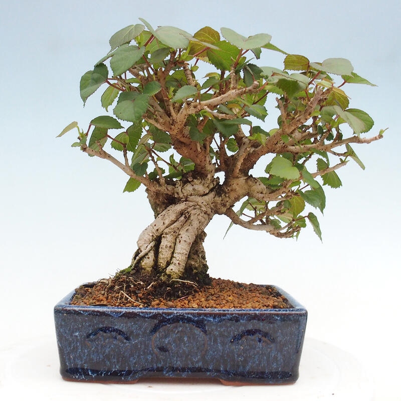 Izbová bonsai - Hibiscus tiliaceus - Ibištek lipovitý, morský