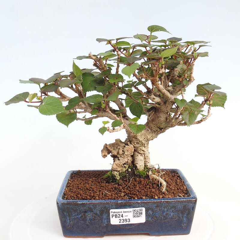 Izbová bonsai - Hibiscus tiliaceus - Ibištek lipovitý, morský