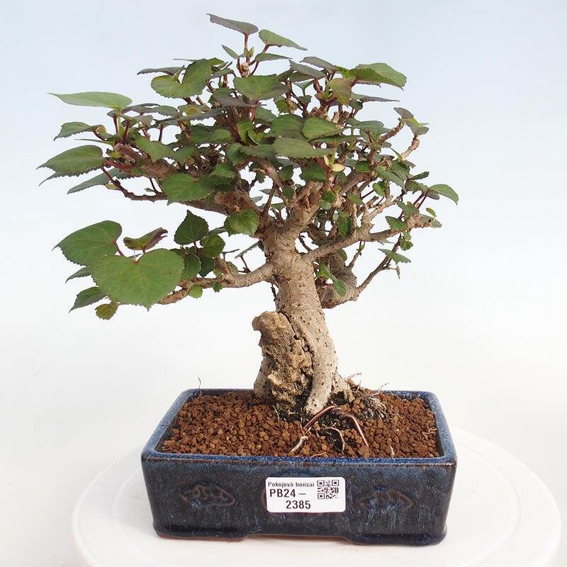 Izbová bonsai - Hibiscus tiliaceus - Ibištek lipovitý, morský