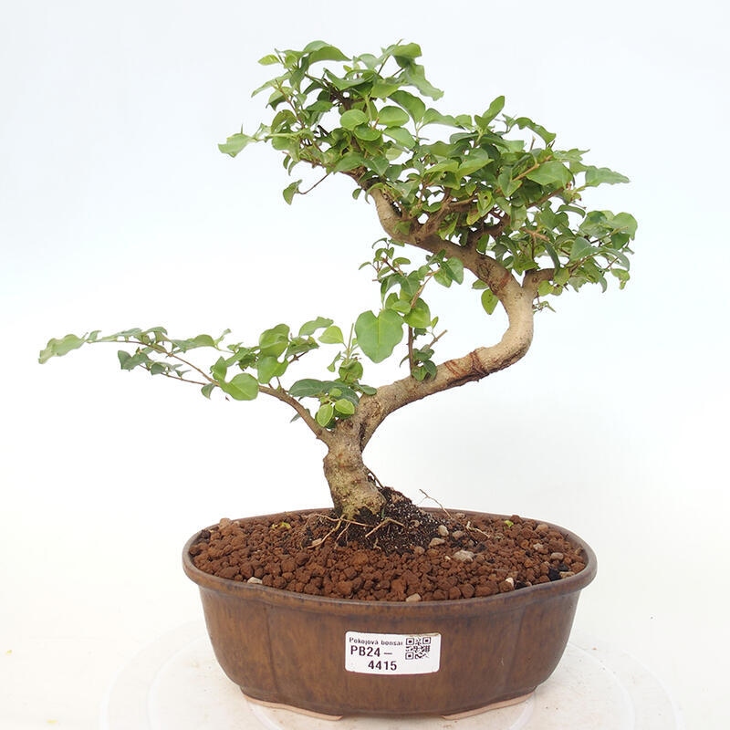 Izbová bonsai -Ligustrum chinensis - Vtáčí zob