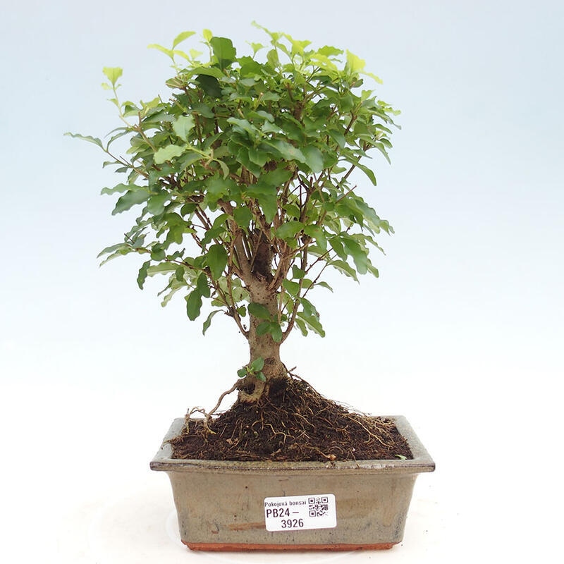 Izbová bonsai -Ligustrum chinensis - Vtáčí zob