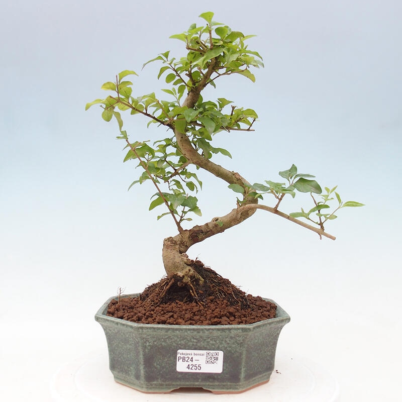 Izbová bonsai -Ligustrum chinensis - Vtáčí zob