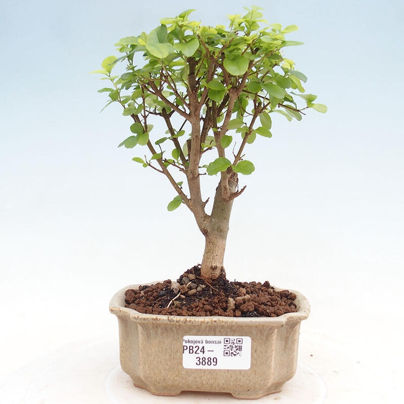 Izbová bonsai -Ligustrum chinensis - Vtáčí zob