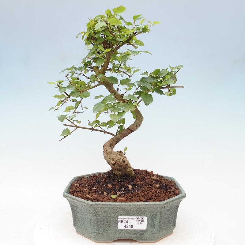 Izbová bonsai -Ligustrum chinensis - Vtáčí zob