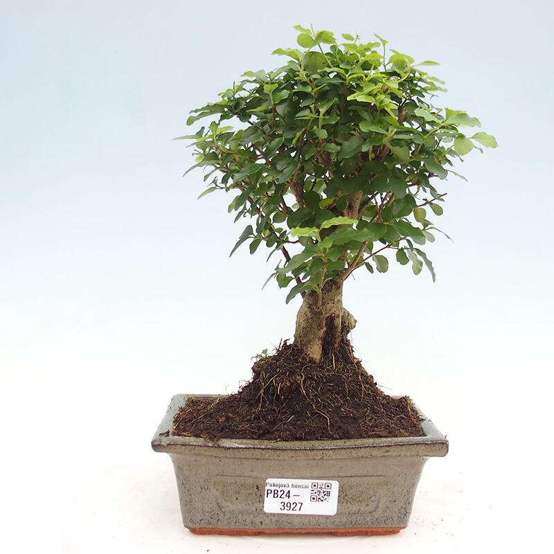 Izbová bonsai -Ligustrum chinensis - Vtáčí zob