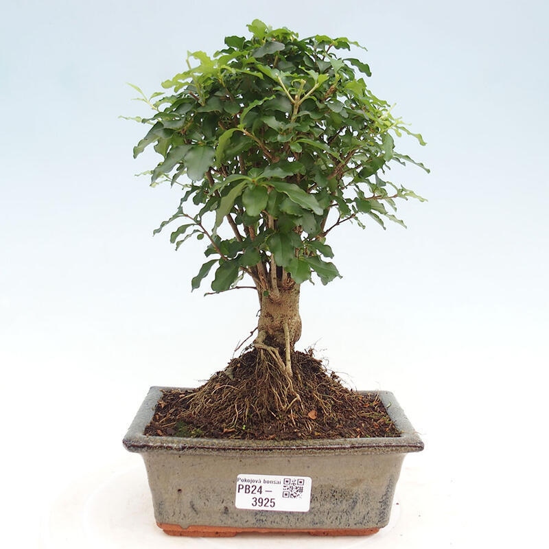 Izbová bonsai -Ligustrum chinensis - Vtáčí zob