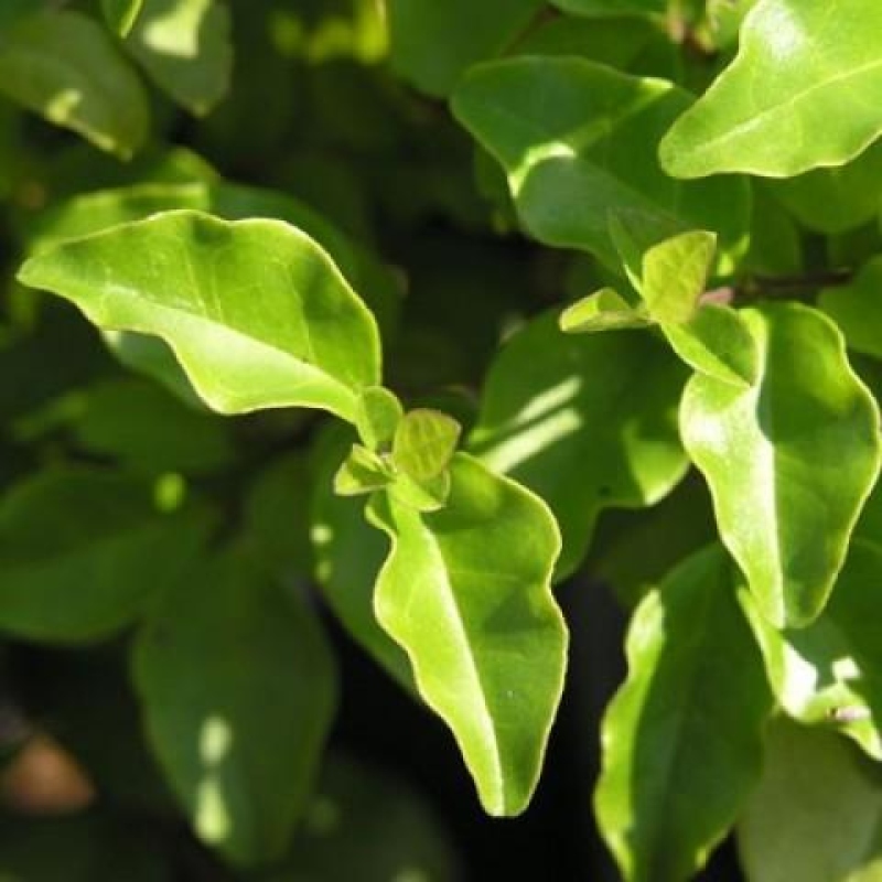 Izbová bonsai -Ligustrum chinensis - Vtáčí zob