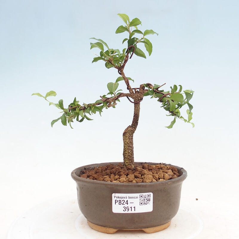 Izbová bonsai - Malpighia coccigera- Barbdorská čerešňa