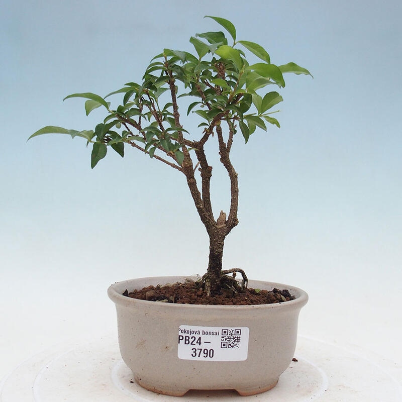 Izbová bonsai - Malpighia coccigera- Barbdorská čerešňa