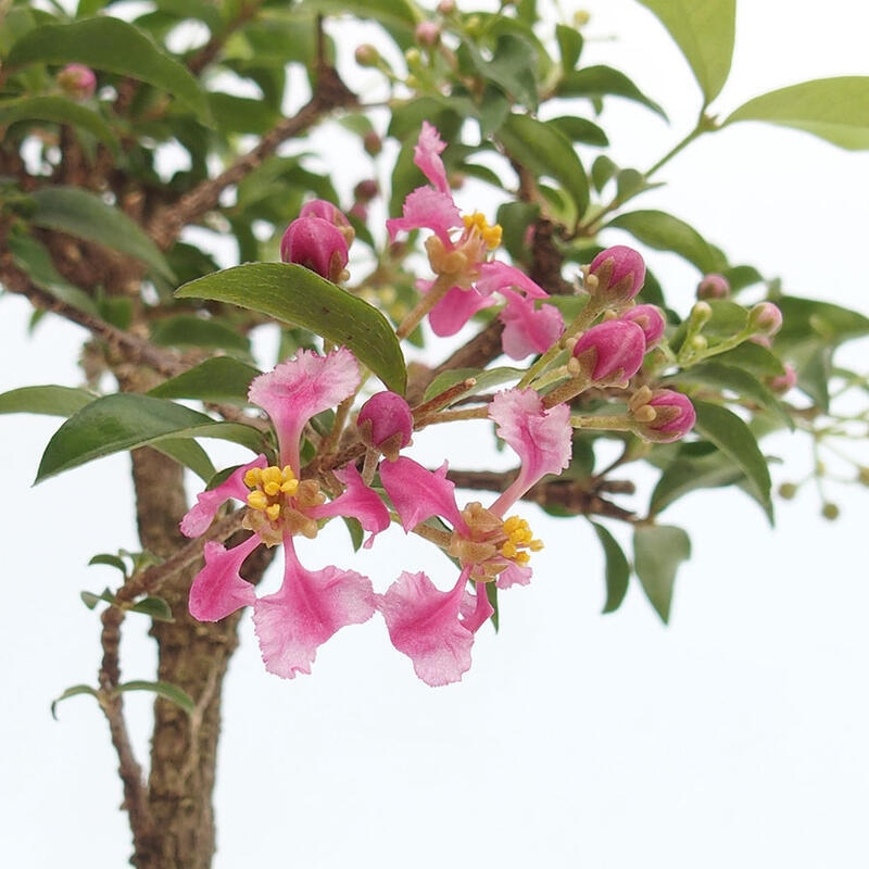 Izbová bonsai - Malpighia coccigera- Barbdorská čerešňa