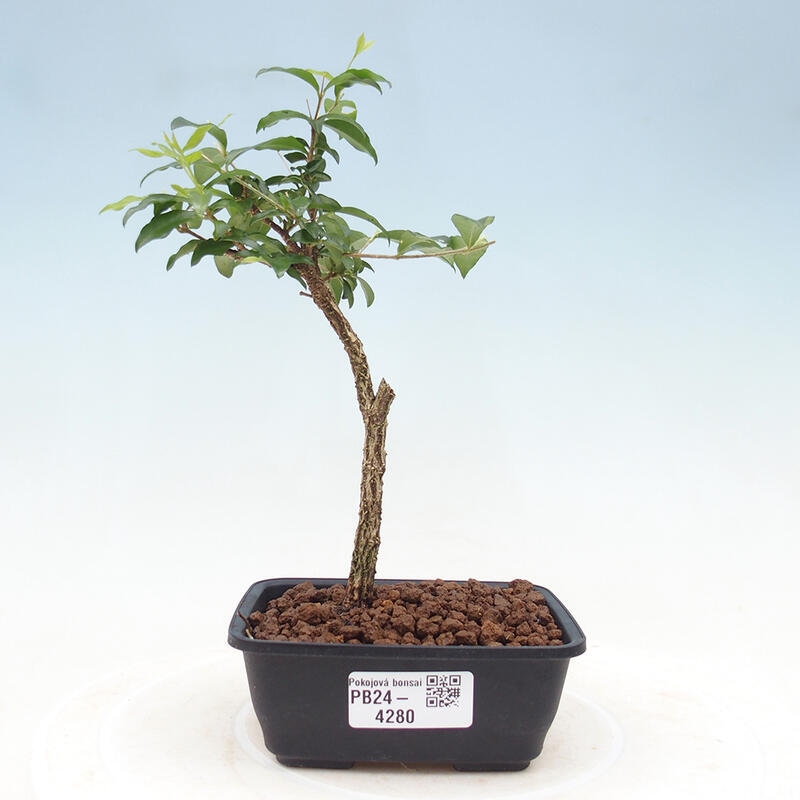 Izbová bonsai - Malpighia coccigera- Barbdorská čerešňa