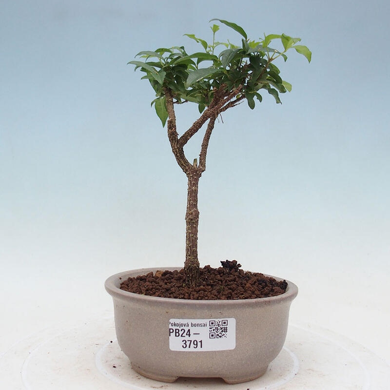 Izbová bonsai - Malpighia coccigera- Barbdorská čerešňa